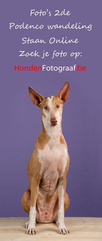 Podenco-Honden Fotograaf